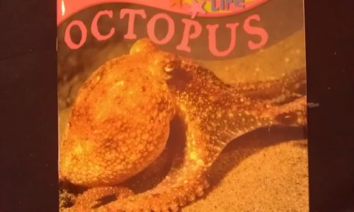 Octopus (Marine Life) (9781595154408) by Stone, Lynn M.