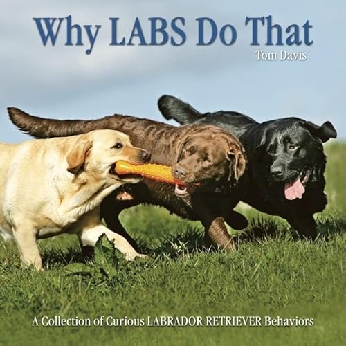 Stock image for Why Labs Do That: A Collection of Curious Labrador Retriever Behavior for sale by Wonder Book