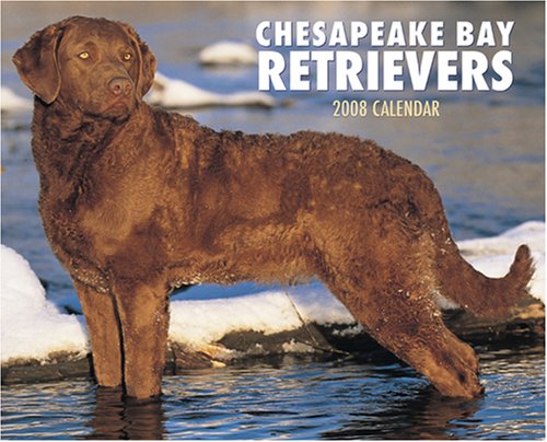 Chesapeake Bay Retrievers 2008 Calendar (9781595434845) by Willow Creek Press