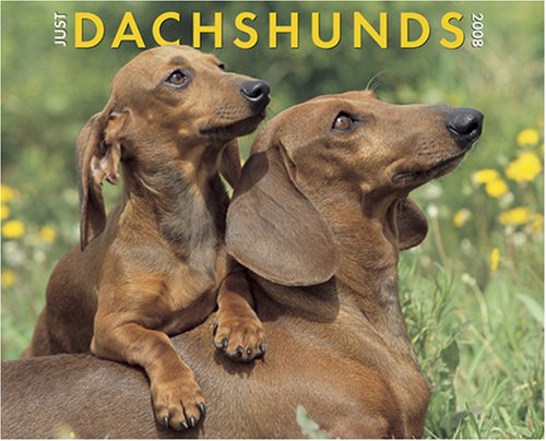 Just Dachshunds 2008 Calendar (9781595434937) by Willow Creek Press