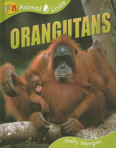 Stock image for Orangutans (Qeb Animal Lives) for sale by Irish Booksellers
