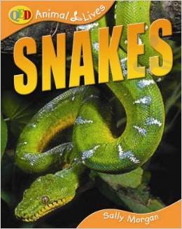 9781595663061: Snakes (QEB Animal Lives)