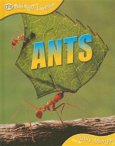 Beispielbild fr Ants (Animal Lives) zum Verkauf von Irish Booksellers
