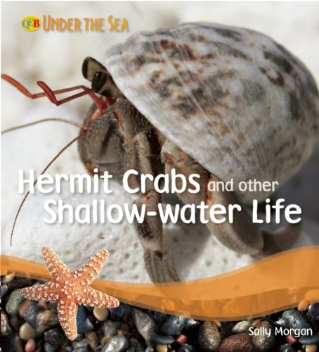 Hermit Crabs and other shallow-water life (Under the Sea) (9781595665690) by Morgan, Sally