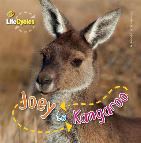 9781595667403: Joey to Kangaroo (LifeCycles)