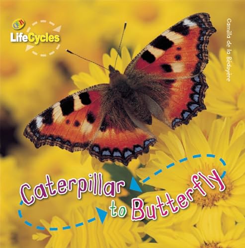 9781595667427: Caterpillar to Butterfly