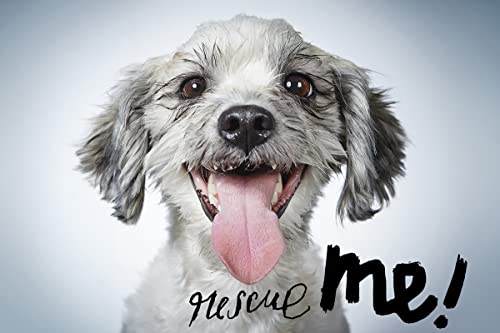 Beispielbild fr Rescue Me: Dog Adoption Portraits and Stories from New York City zum Verkauf von SecondSale