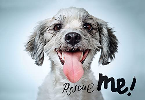 Imagen de archivo de Rescue Me: Dog Adoption Portraits and Stories from New York City a la venta por Gulf Coast Books