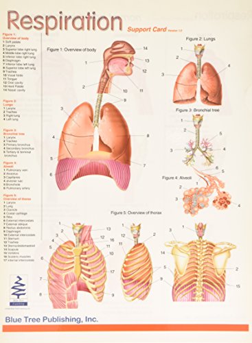 9781597561730: Respiration