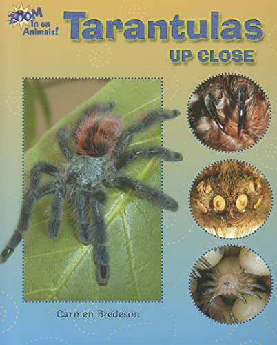 Beispielbild fr Tarantulas Up Close (Zoom in on Animals!) zum Verkauf von SecondSale