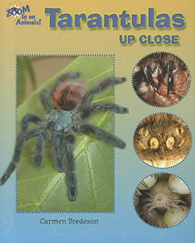 Imagen de archivo de Tarantulas Up Close (Zoom in on Animals!) a la venta por SecondSale
