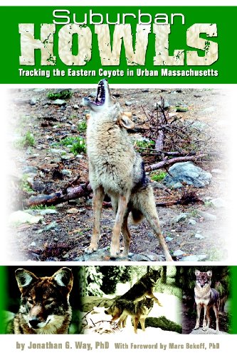 Stock image for Suburban Howls: Tracking the Eastern Coyote in Urban Massachusetts for sale by Turning the Page DC