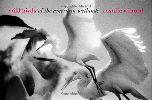 Wild Birds of the American Wetlands