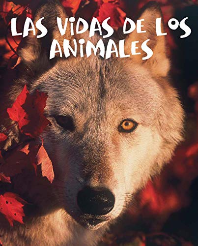 Imagen de archivo de Rourke Educational Media Las vidas de los animales (Readers For Writers) (Spanish Edition) a la venta por HPB-Red