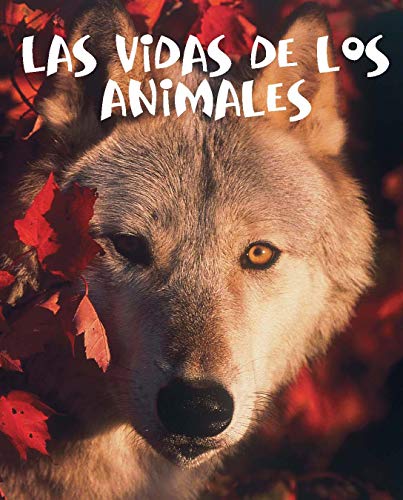 Stock image for Rourke Educational Media Las vidas de los animales (Readers For Writers) (Spanish Edition) for sale by HPB-Red
