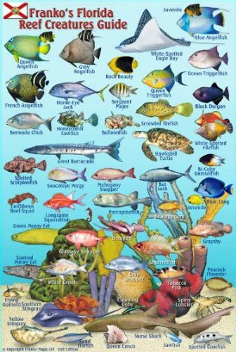 Beispielbild fr Florida Reef Creatures Guide Franko Maps Laminated Fish Card 4" x 6" zum Verkauf von Revaluation Books