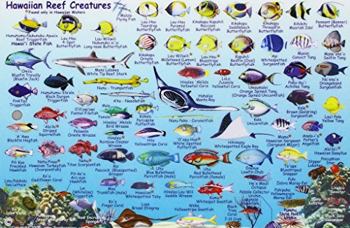 9781601901460: Hawaiian Islands, Reef Creatures Fish ID Card