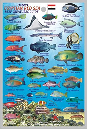 Imagen de archivo de Egyptian Red Sea Reef Creatures Guide Franko Maps Laminated Fish Card 4" x 6" a la venta por GF Books, Inc.