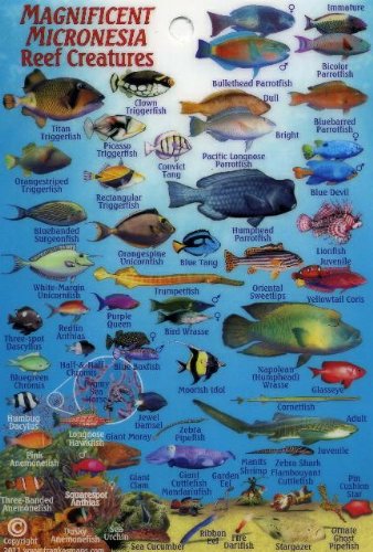 Stock image for Micronesia Coral Reef Creatures Guide Franko Maps Laminated Fish Card 4" x 6" for sale by Irish Booksellers