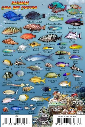 San Salvador Island Bahamas Dive Map & Reef Creatures Guide Franko Maps Laminated Fish Card 