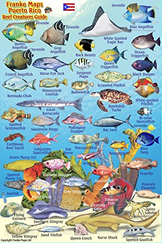 Stock image for Puerto Rico Reef Creatures Identification Guide Franko Maps Laminated Fish Card 4"x6" for sale by Irish Booksellers