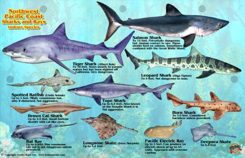 Northwest Pacific Coast Sharks & Rays Guide Franko Maps Laminated Fish Card (9781601903921) by Franko Maps Ltd.