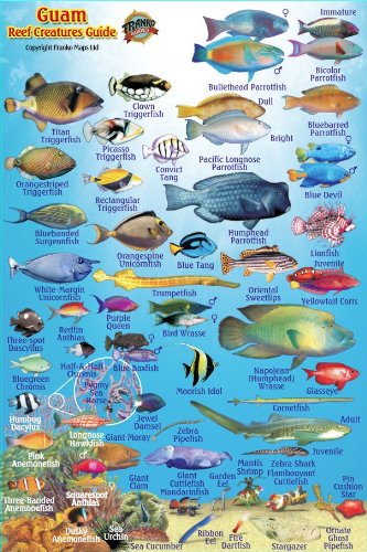 Stock image for Guam Coral Reef Creatures Guide Franko Maps Laminated Fish Card 4"" x 6" for sale by Irish Booksellers