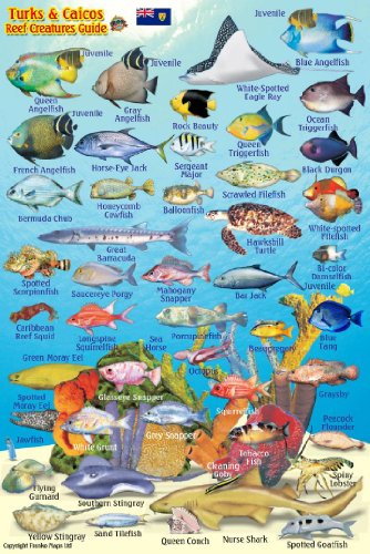 

Turks & Caicos Coral Reef Creatures Guide Franko Maps Laminated Fish Card 4"x6"