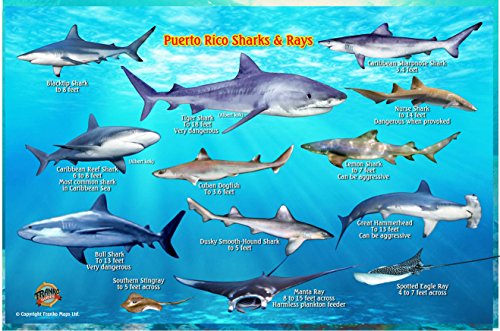 Puerto Rico Sharks & Rays