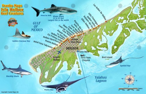 Stock image for Isla Holbox Mexico Map & Reef Creatures Guide Franko Maps Laminated Fish Card for sale by Books Unplugged