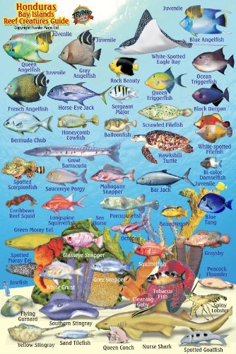 Stock image for Honduras Bay Islands Reef Creatures Guide Franko Maps Laminated Fish Card 4" x 6" for sale by GF Books, Inc.