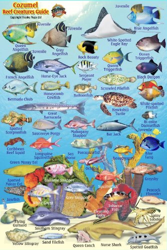 Stock image for Cozumel Reef Creatures Guide Franko Maps Laminated Fish Card 4"x6" for sale by GF Books, Inc.