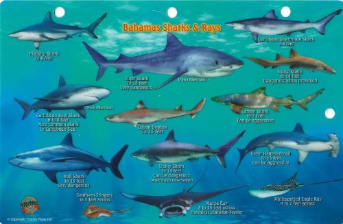 Bahamas Sharks & Rays Card