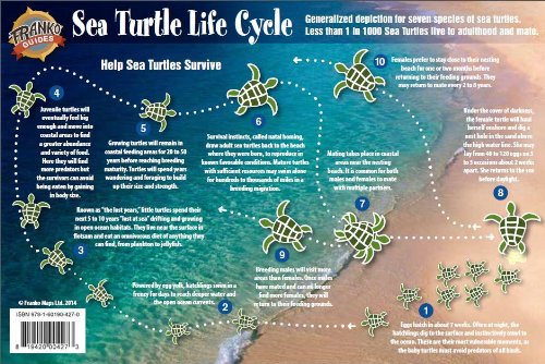 Sea Turtles Life Cycle Card