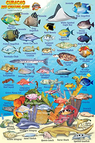 Dominica Dive Map & Coral Reef Creatures Guide Franko Maps Laminated Fish Card 