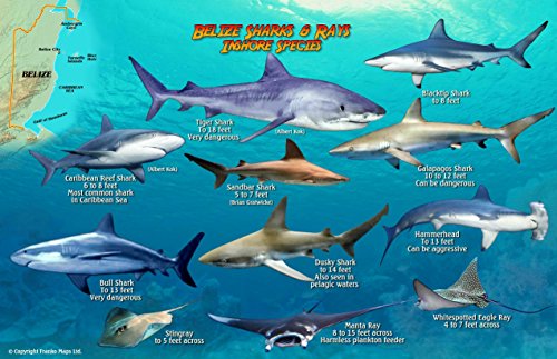 Stock image for Belize Sharks & Rays Waterproof Fish Card for sale by GF Books, Inc.
