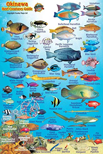 Stock image for Okinawa Japan Reef Creatures Guide Franko Maps Laminated Fish Card 4"x6" for sale by Irish Booksellers