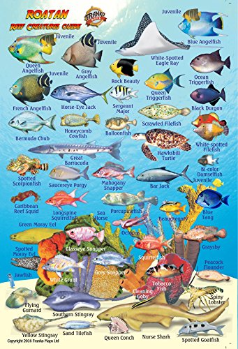 

Roatan Bay Islands Honduras Reef Creatures Guide Franko Maps Laminated Fish Card 4" x 6"