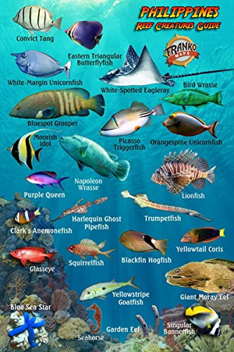 Stock image for Philippines Reef Creatures Guide Franko Maps Laminated Fish ID Card 4" x 6" for sale by GF Books, Inc.