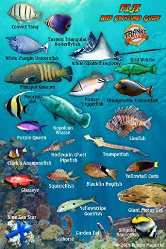 Imagen de archivo de Fiji Reef Creatures Guide Franko Maps Laminated Fish Card 4" x 6" a la venta por GF Books, Inc.