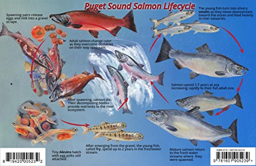 Stock image for Puget Sound Salmon Life Cycle Guide Card for sale by GF Books, Inc.