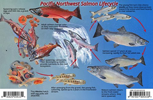 Stock image for Pacific Northwest Salmon Lifecycle & Identification Guide Franko Maps Laminated Card for sale by GF Books, Inc.