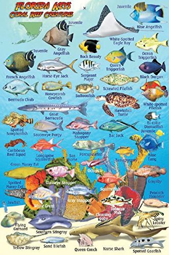 Stock image for Florida Keys Reef Creatures Guide Franko Maps Laminated Fish Card 4" x 6" for sale by GF Books, Inc.