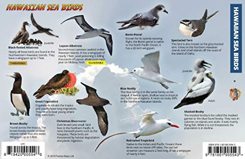 9781601905543: Hawaiian Sea & Shore Birds Guide Card