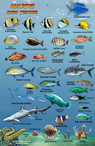 Stock image for Maldives Ocean Creatures Waterproof Fish Identification Card 4x6 for sale by Books Unplugged