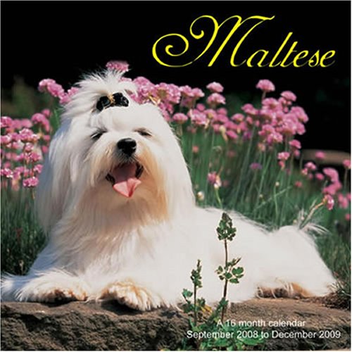 Maltese 2009 Wall Calendar (9781602543485) by Magnum