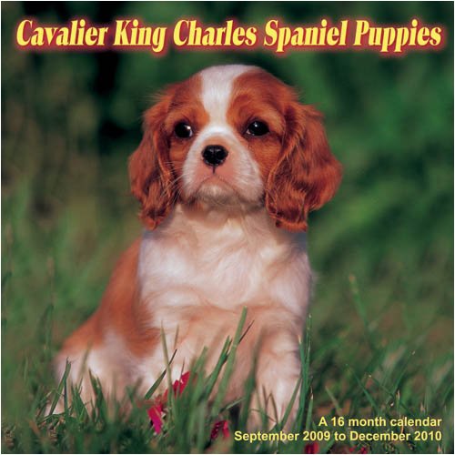 Cavalier King Charles Spaniel Puppies 2010 Wall Calendar (9781602545762) by Magnum