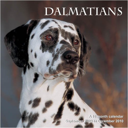 Dalmatians 2010 Wall Calendar (9781602545823) by Magnum