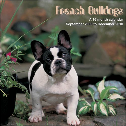 French Bulldogs 2010 Wall Calendar (9781602545878) by Magnum