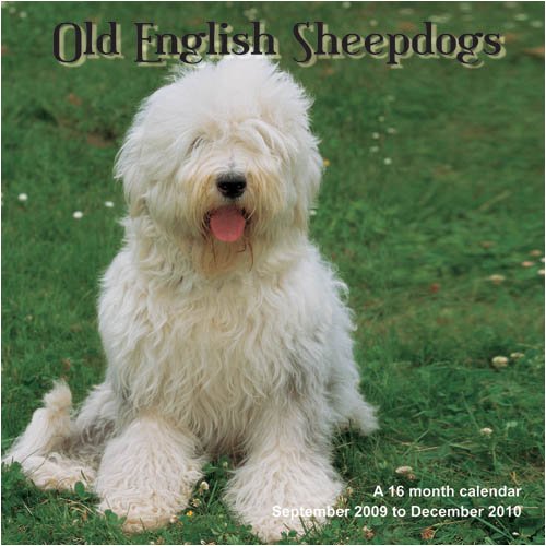 Old English Sheepdogs 2010 Wall Calendar (9781602546028) by Magnum